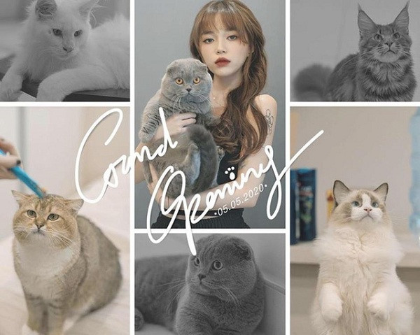 Nữ streamer đình đám này vốn nổi tiếng là một ''con sen'' chính hiệu khi sở hữu đến 6 chú mèo hiếm với trị giá gần 1 tỷ đồng. Sau thời gian dài dự định và ấp ủ, tháng 5 vừa qua, Linh Ngọc Đàm đã mở quán cafe mèo cực kỳ sang chảnh tại TP.HCM, thỏa mãn đam mê bấy lâu.