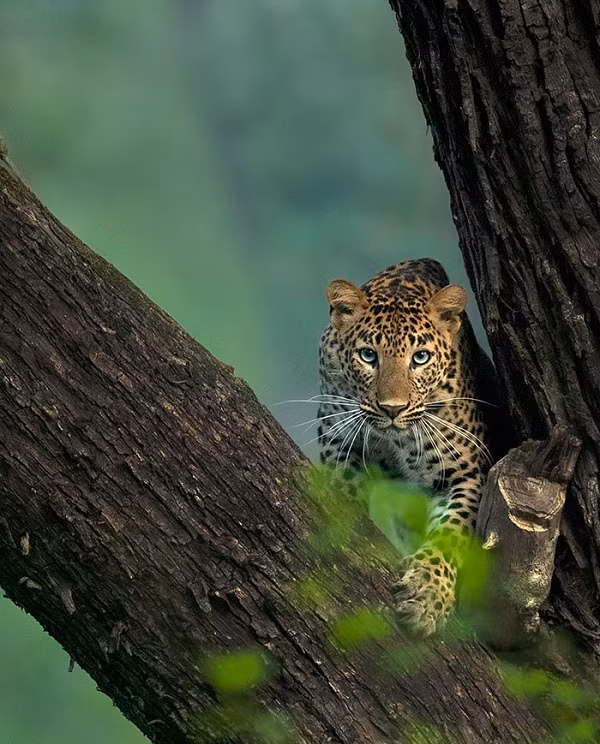 Khi lần đầu được sở hữu máy ảnh vào năm 2009 và ngắm nhìn cảnh tượng tuyệt đẹp của một con hổ đang bơi qua sông, đó chính là lúc nhiếp ảnh gia trẻ Ấn Độ quyết định theo đuổi đam mê. Mithun yêu thích nhất báo đốm vì theo anh, con vật được anh ví như "tình đầu" vì sự nhanh nhẹn, duyên dáng.