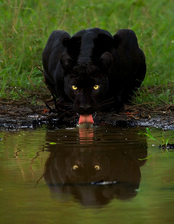 Bức ảnh báo đen uống nước từng khá nổi tiếng vài năm trước, được Mithun tâm đắc thứ hai sau bức hai con báo ở trên.