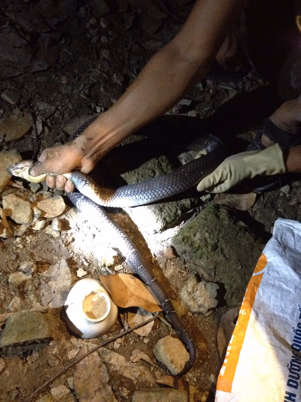 Hổ mang hoa là một trong những loài rắn cực độc, có thể phun nọc độc cách xa từ 1,4-2m với tốc độ rất nhanh, nên nếu không có kinh nghiệm sẽ rất khó xử trí được với loài vật vô cùng nguy hiểm này.