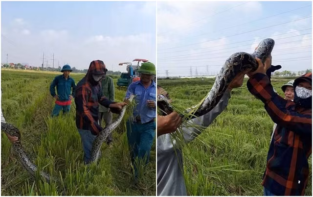Thời điểm đó, UBND xã Tế Lợi cho biết không rõ trăn khổng lồ từ đâu xuất hiện bởi xung quanh không có hộ nào nuôi loài trăn này và địa phương cũng không có núi đồi, khu cây cối rậm rạp.