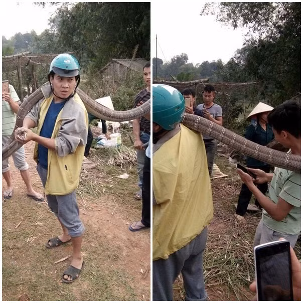 Tháng 1/2017, 5 người đàn ông cũng bắt được con rắn hổ mang chúa bò trên đường ở xã Hà Lộc (Phú Thọ) dài gần 5 m, nặng hơn 14 kg. Trong đoạn video được chia sẻ trên mạng xã hội, một thanh niên túm đuôi con rắn và kéo không cho con vật bỏ chạy, sau đó, bốn người đàn ông cầm cây gậy dài đè lên cổ và thân rắn rồi bắt sống dưới sự hiếu kỳ của đông đảo người dân địa phương.