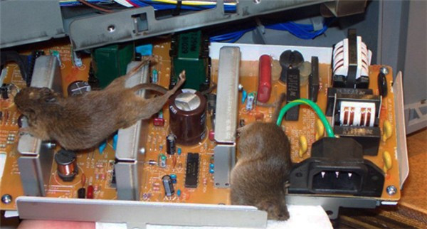 Đôi khi case máy tính cũng là vị trí lý tưởng để những loài vật hay côn trùng như chuột, nhện, gián,... ''chiếm lĩnh'' làm lãnh thổ.