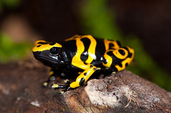 Loài ếch Dendrobates leucomelas ở Amazon cũng là một sát thủ máu lạnh lừa người dưới vỏ bọc dễ thương và nhỏ bé thế này.