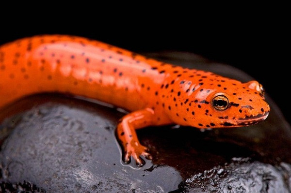 Pseudotriton ruber là loài đặc hữu của Mỹ, thường ăn côn trùng, nhện và những loại kỳ nhông nhỏ hơn. Chúng đang đối diện với nguy cơ mất môi trường sống nghiêm trọng