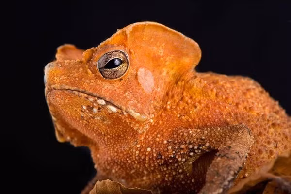 Sinh vật nhìn như ''người ngoài hành tinh'' này thuộc họ cóc, là một trong những động vật duy trì nhiệt độ cơ thể dựa hoàn toàn vào môi trường xung quanh.