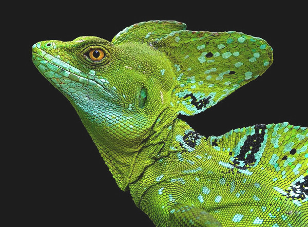 Thằn lằn Plumed basilisk tuy là động vật máu lạnh nhưng lại không hề nguy hiểm và thường được nuôi làm cảnh. Chúng có thể chạy với vận tốc lên tới 1,5 m/s trên bề mặt nước và được mệnh danh là "ông hoàng mặt nước''.