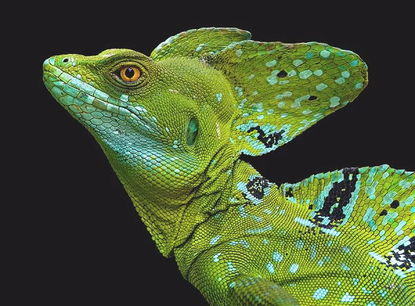 Thằn lằn Plumed basilisk tuy là động vật máu lạnh nhưng lại không hề nguy hiểm và thường được nuôi làm cảnh. Chúng có thể chạy với vận tốc lên tới 1,5 m/s trên bề mặt nước và được mệnh danh là "ông hoàng mặt nước''.