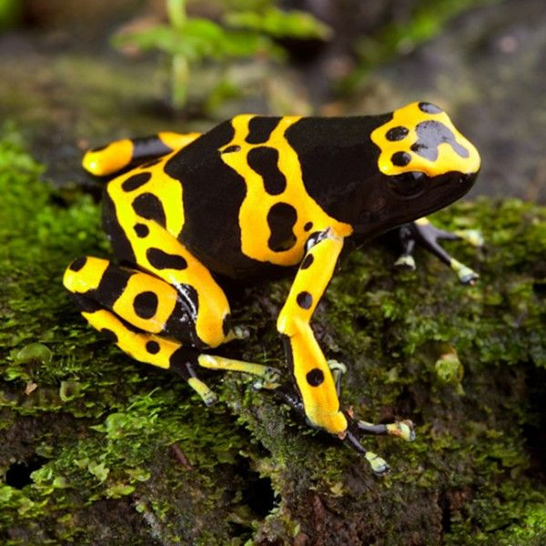 Lượng nọc độc trong một con ếch giống này có thể giết chết hơn 2.000 người, thậm chí còn được dùng làm độc tẩm trên mũi tên.
