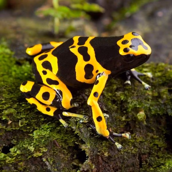 Lượng nọc độc trong một con ếch giống này có thể giết chết hơn 2.000 người, thậm chí còn được dùng làm độc tẩm trên mũi tên.
