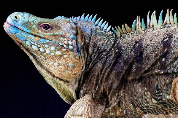 Cự đà lam là loài đặc hữu của đảo Grand Cayman (thuộc quần đảo Cayman), có thể sống thọ lên tới 70 năm.