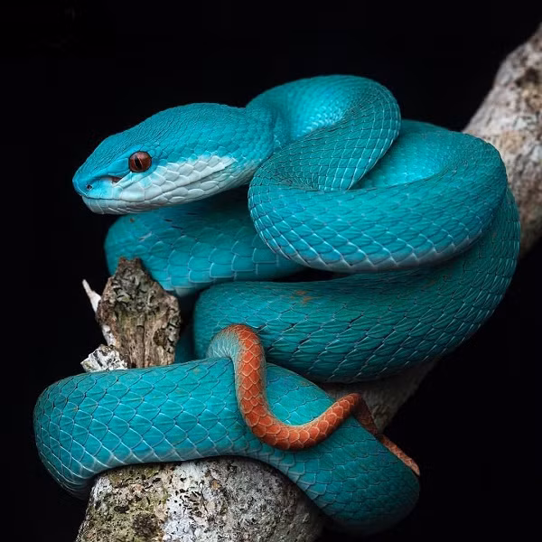 Ngắm nhìn màu sắc xanh ngọc đẹp sặc sỡ thế này ít ai biết rằng Trimeresurus insularis - thường bắt gặp ở vùng biển Bali (Indonesia) là một trong những loài rắn đáng sợ nhất. Nọc độc của chúng thường không giết chết người nhưng sẽ gây đau đớn, hoại tử.