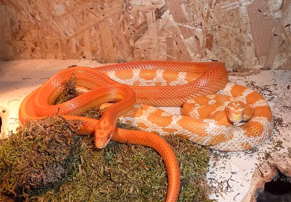 Rắn ngô thường xuất hiện ở miền Trung hoặc Đông Nam nước Mỹ, sở hữu vẻ ngoài lung linh với lớp da đỏ cam nổi bật.