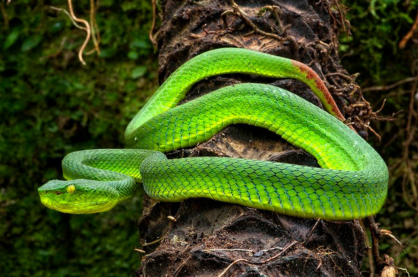 Loài rắn Popeia fucata với nọc độc được xếp vào hàng động vật máu lạnh "cực kỳ nguy hiểm". Loài này có kích thước không quá lớn, chỉ khoảng 40-60 cm.