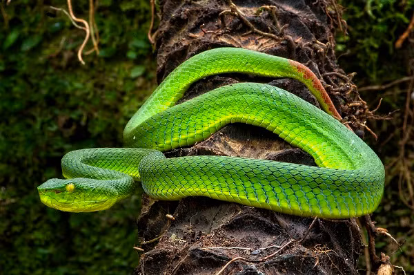 Loài rắn Popeia fucata với nọc độc được xếp vào hàng động vật máu lạnh "cực kỳ nguy hiểm". Loài này có kích thước không quá lớn, chỉ khoảng 40-60 cm.