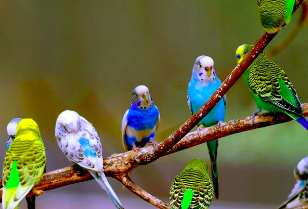 Khác hẳn với lứa con cháu xinh xắn ở hiện tại, nổi tiếng hiền lành và thông minh hay được nuôi làm thú cưng, hóa thạch của vẹt được tìm thấy tại New Zealand này có trọng lượng tới 7 kg, gấp đôi so với con vẹt lớn nhất thời hiện đại.