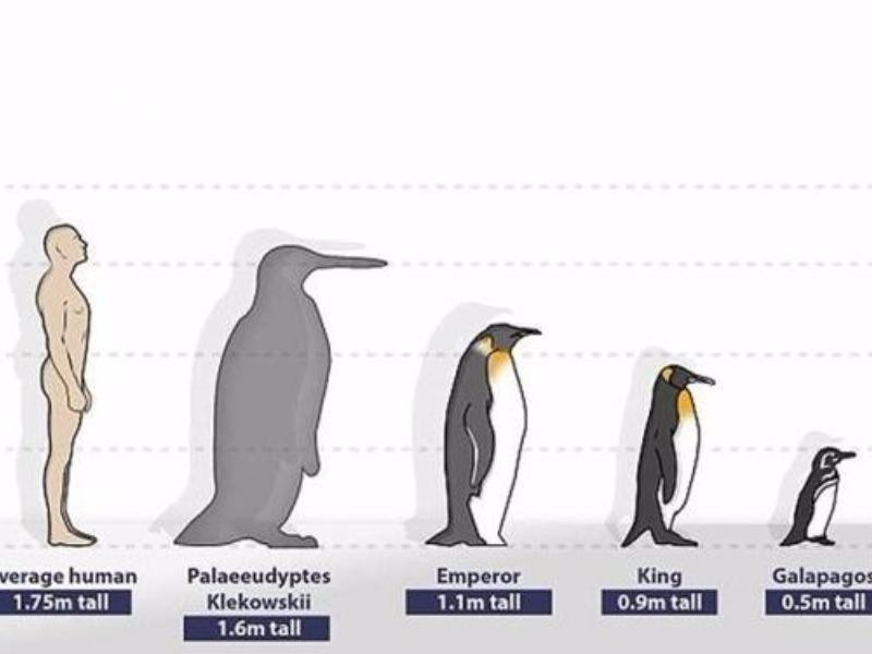 Theo nghiên cứu, "quái thú" chim cánh cụt khổng lồ cổ xưa này sống trong kỷ nguyên Palaeocene (66 đến 56 triệu năm về trước). Trước đó, một loài cánh cụt khổng lồ khác, kích cỡ tương đương, đã được xác định từ một bộ xương hóa thạch khác khai quật ở Thung lũng Cross – Nam Cực vào năm 2000.