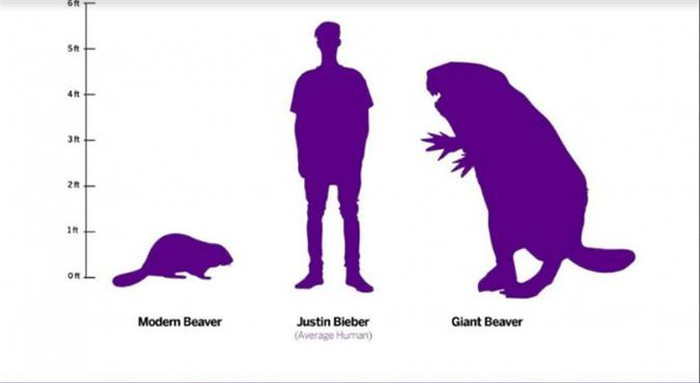 Các hóa thạch có niên đại 10.000 – 50.000 năm,được tìm thấy rải rác ở khu vực gần Cực Bắc thuộc địa phận Canada và Mỹ. Tất nhiên chúng không còn tồn tại do bị tuyệt chủng theo sự tàn lụi của kỷ băng hà cuối cùng.