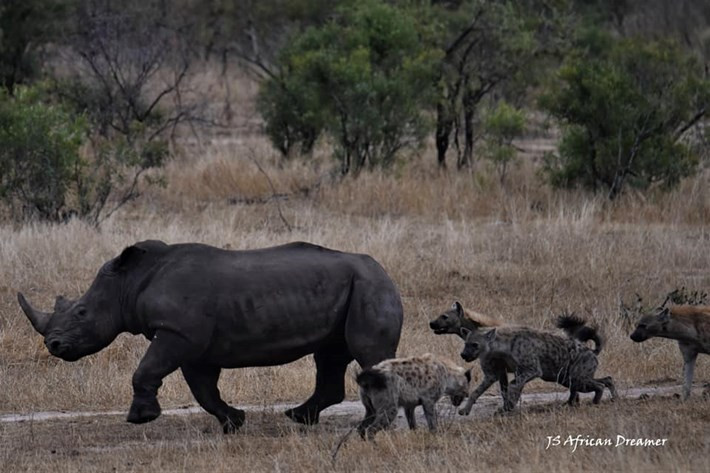 Con tê giác càng trở nên bất lực khi 5 con linh cẩu thi nhau tấn công, cắn vào đùi con mồi. Đồng loại không còn ở cạnh trợ giúp tê giác chống lại kẻ thù bởi sự quấy phá của đàn linh cẩu.