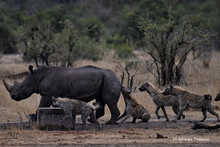 Chúng nhanh chóng xác định đối tượng của mình và tiến tới tấn công, điều vô cùng hiếm trong tự nhiên vì tê giác quá khoẻ, hung dữ, đặc biệt sở hữu cái sừng thuộc dạng khủng trong thế giới tự nhiên.