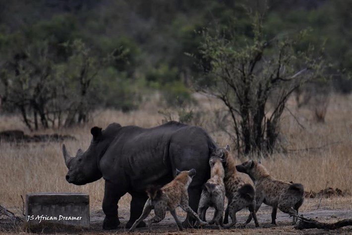 Dường như nhận thấy khó mà chiến thắng con mồi to lớn, đàn linh cẩu chọn đối tượng là một con tê giác chưa trưởng thành, bị thương ở chân. Tình trạng hạn hán kéo dài cũng khiến tê giác yếu hơn bình thường.