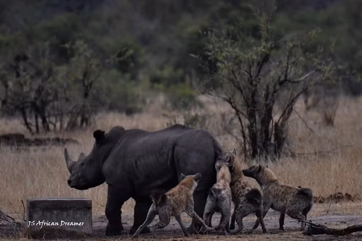 Dường như nhận thấy khó mà chiến thắng con mồi to lớn, đàn linh cẩu chọn đối tượng là một con tê giác chưa trưởng thành, bị thương ở chân. Tình trạng hạn hán kéo dài cũng khiến tê giác yếu hơn bình thường.