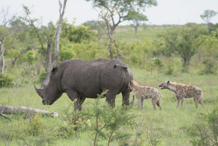 Không cao và chạy nhảy giỏi như sư tử, bởi vậy loài linh cẩu này thường hạ gục con mồi bằng cách tấn công vào phần đuôi và hậu môn, khiến con vật chết từ từ và đầy đau đớn.
