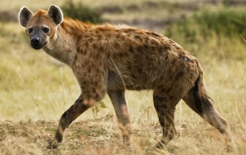 Linh cẩu đốm nổi tiếng là loài ăn xác thối trên thảo nguyên, bản tính cực kỳ hung hãn, hiếu chiếu, sẵn sàng nghênh chiến với những kẻ thủ lớn hơn, đặc biệt khi chúng đi theo bầy đàn.