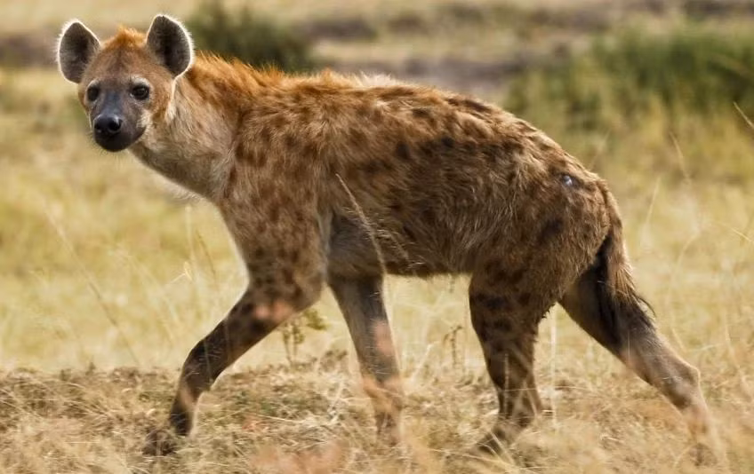 Linh cẩu đốm nổi tiếng là loài ăn xác thối trên thảo nguyên, bản tính cực kỳ hung hãn, hiếu chiếu, sẵn sàng nghênh chiến với những kẻ thủ lớn hơn, đặc biệt khi chúng đi theo bầy đàn.