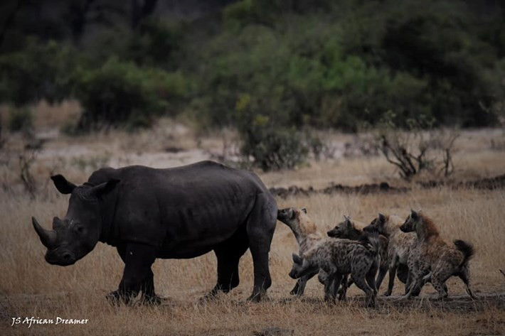 Loài linh cẩu này dùng tuyệt chiêu độc tấn công ''hậu môn'', áp dụng để săn mọi con vật to lớn và chỉ có voi mới thoát được đơn giản là vì chúng quá cao to so với chiều cao của linh cẩu.