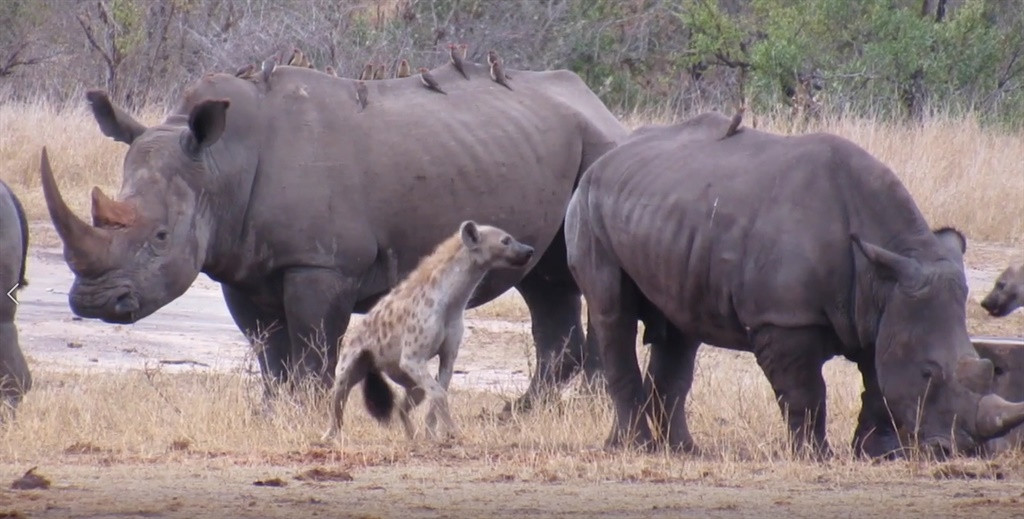 Một trong những lần khác linh cẩu bạo gan ''cà khịa'' tê giác.