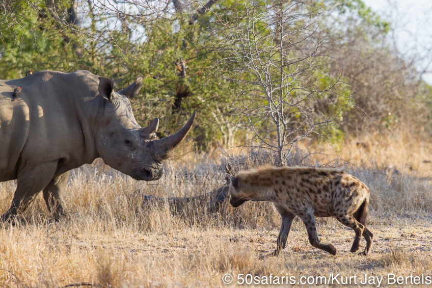 Nếu một vài con linh cẩu đuổi theo và tấn công phía sau một con thú ăn cỏ lớn, chúng sẽ có thể hạ gục một con quái thú khổng lồ chỉ bằng ba cú đánh, khiến sư tử cũng phải kiêng nể.