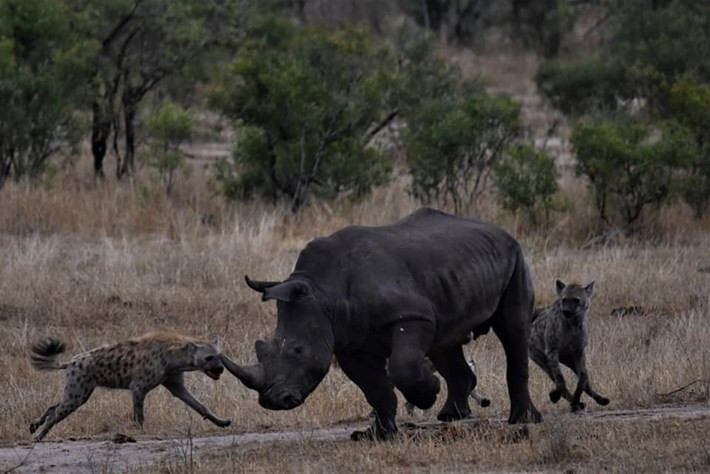 Con tê giác điên cuồng bỏ chạy đến gần khu vực sông khô cạn để tránh khỏi sự tấn công của linh cẩu. Tuy nhiên vì quá yếu nó vẫn bị những kẻ săn mồi khát máu đuổi kịp.