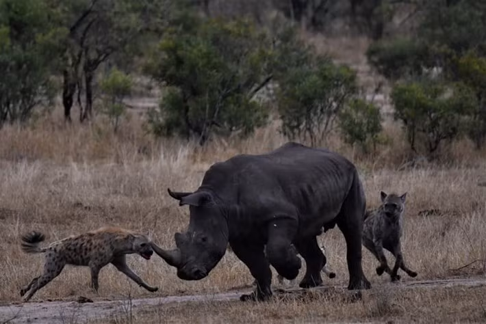 Con tê giác điên cuồng bỏ chạy đến gần khu vực sông khô cạn để tránh khỏi sự tấn công của linh cẩu. Tuy nhiên vì quá yếu nó vẫn bị những kẻ săn mồi khát máu đuổi kịp.