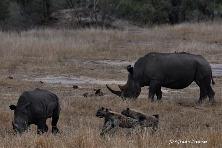 Những hình ảnh được ghi lại ở Vườn quốc gia Kruger cho thấy đám linh cẩu nhỏ hiếu chiến hợp sức ''cà khịa'' con tê giác đang lang thang gần đó.