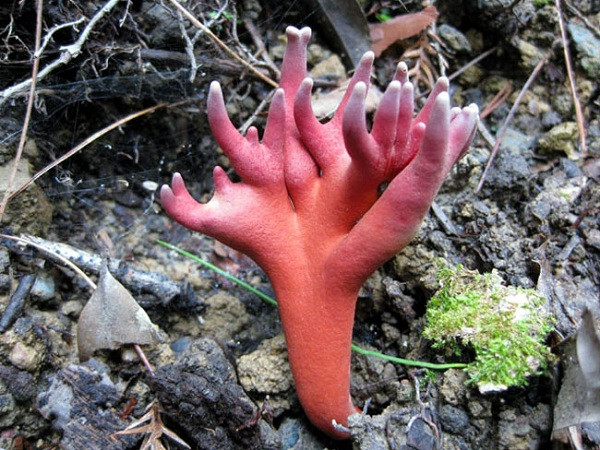 Được biết, san hô lửa mọc lên từ rễ cây, bên trong có chứa ít nhất 8 hợp chất cực độc có khả năng thẩm thấu qua da. Trong đó, độc tố chính trong loại nấm này chính là mycotoxin trichothecene - hợp chất gây ra những triệu chứng khó chịu và dẫn đến tử vong một vài ngày sau khi ăn phải.