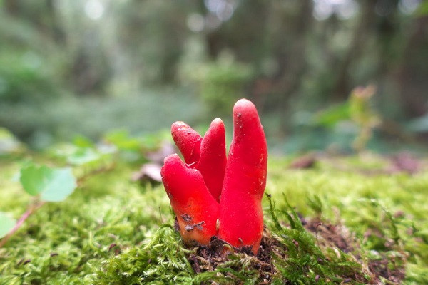 Hiện tại vẫn chưa có thuốc chữa cho người nhiễm độc tố từ loài nấm này, bởi vậy đã có nhiều trường hợp tử vong vì nó trong nhiều năm qua. Đặc biệt là ở các quốc gia có văn hóa uống trà thảo mộc, vì trông nó rất giống với một loài nấm có khả năng bỏ vào trà.