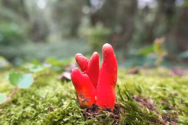 Hiện tại vẫn chưa có thuốc chữa cho người nhiễm độc tố từ loài nấm này, bởi vậy đã có nhiều trường hợp tử vong vì nó trong nhiều năm qua. Đặc biệt là ở các quốc gia có văn hóa uống trà thảo mộc, vì trông nó rất giống với một loài nấm có khả năng bỏ vào trà.