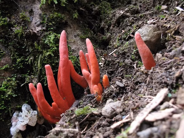 Thiên nhiên Úc luôn khiến con người bất ngờ từ những loài động vật siêu to khổng lồ hay loài bò sát kỳ dị không tưởng, và trong trường hợp này là loài nấm siêu độc có hình dáng gây ám ảnh này.