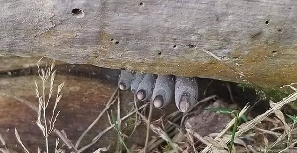 Loại nấm này lại thường mọc trong vườn nhà, bất kỳ nơi nào ẩm ướt như cây gỗ mục, ẩn mình trong rêu, dưới các khe đá... chứa một số độc tố có khả năng ''giết người''.