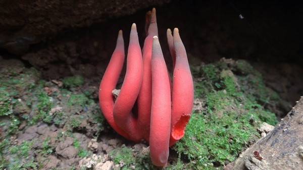 Chất độc này tác động lên tất cả các bộ phận của cơ thể nhưng chủ yếu là gan, thận, não... làm suy giảm tế bào máu, khiến nạn nhân giống như bị nhiễm độc phóng xạ hoặc bệnh bạch cầu.