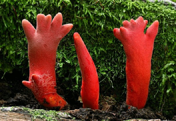 Nấm san hô lửa giống ''bàn tay tử thần'' không phải là loại nấm độc duy nhất có hình thù kỳ dị đến vậy. Trên thế giới người ta đã từng "khai quật" được rất nhiều loại nấm độc, nếu chỉ vô tình chạm phải hay ăn một lượng nhỏ cũng đủ khiến bạn gặp nguy hiểm.