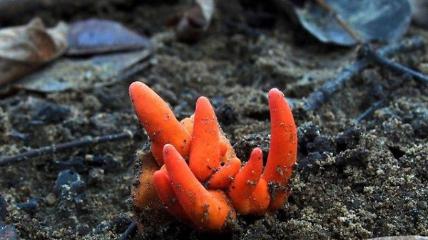 Loài nấm này vốn có nguồn gốc tại châu Á, lần đầu tìm thấy tại Trung Quốc vào năm 1895 và sau đó tồn tại ở Hàn Quốc, Nhật Bản, và quần đảo Java (Indonesia). Gần đây loài nấm khá hiếm này tưởng chừng như ''tuyệt chủng'' cho đến khi người ta tìm thấy chúng ở Queensland, phía Bắc nước Úc