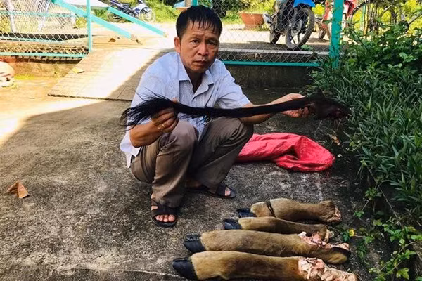 Ngày 15/7, Hạt kiểm lâm Vườn quốc gia Cát Tiên cho hay đang phối hợp với Công an Đồng Nai điều tra, truy bắt nhóm lâm tặc sát hại dã man một con bò tót lớn trong vườn.