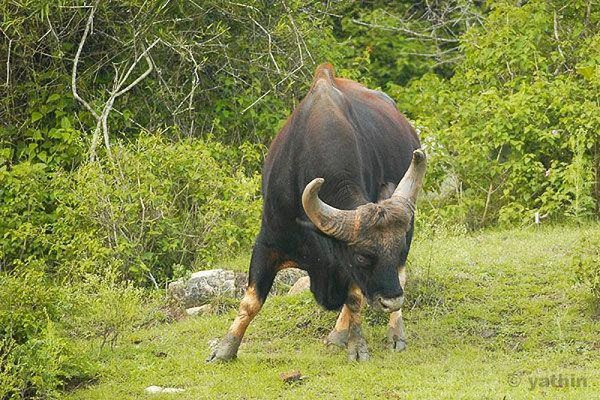 Được biết, bò tót là động vật quý hiếm, được xếp vào nhóm 1B - cần được bảo tồn nghiêm ngặt.