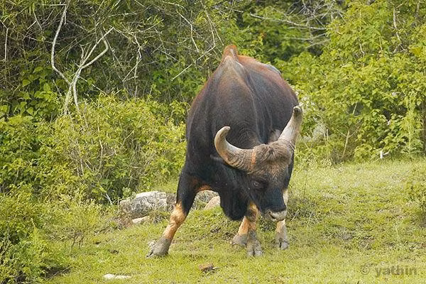 Được biết, bò tót là động vật quý hiếm, được xếp vào nhóm 1B - cần được bảo tồn nghiêm ngặt.