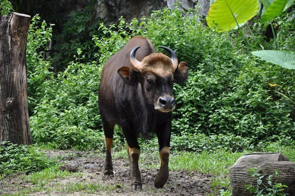 Đây là phân loài bò tót tự nhiên có tầm vóc to lớn nhất thế giới, một con đực trưởng thành có thể cao tới 2,2 m và nặng trên 2 tấn.