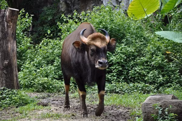 Đây là phân loài bò tót tự nhiên có tầm vóc to lớn nhất thế giới, một con đực trưởng thành có thể cao tới 2,2 m và nặng trên 2 tấn.