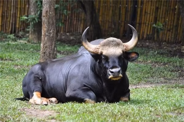 Bò tót Việt Nam hay bò tót Đông Dương xuất hiện chủ yếu ở khu vực đồng bào dân tộc ít người sinh sống. Nó được gọi là con Min, nghĩa là trâu rừng do có hình dáng tương tự loài trâu.