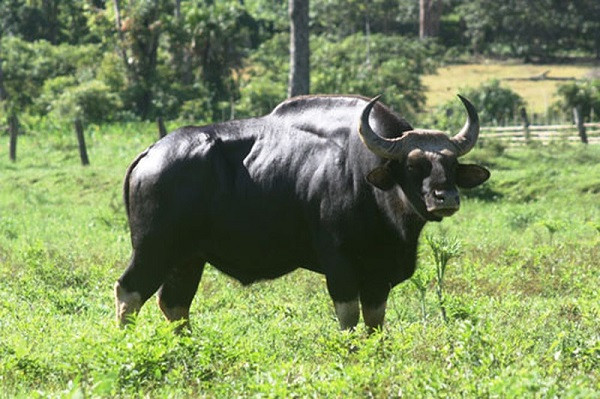 Bò tót Đông Nam Á rất hung dữ, chỉ sau loài hổ. Khi nghe tiếng súng nổ, trong khi bò rừng hoảng loạn chạy trốn thì bò tót sẵn sàng tấn công nếu cảm thấy bị đe dọa, đưa sừng húc đổ tứ tung, kể cả những chòi canh rẫy của người dân.